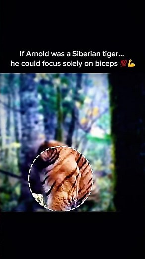 Siberian Tiger: Nature’s Bodybuilder