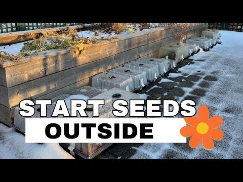 What Is Winter Sowing? Why I Started and How I Do It