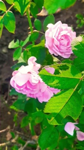 morning 🌄 #rose #flower