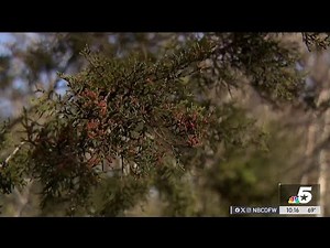 Cedar fever season upon us as tree pollen spikes in North Texas | NBCDFW