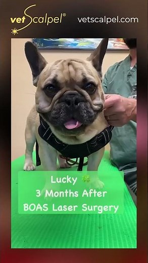 Frenchie Before and 3 Months After BOAS Laser Surgery #brachycephalic