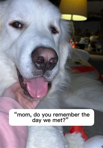 Eeyore 🐾 (@eeyorethegreatpyr)’s videos with original sound - LacySpring💛