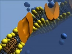 Channel and Transporters, Rate My Science