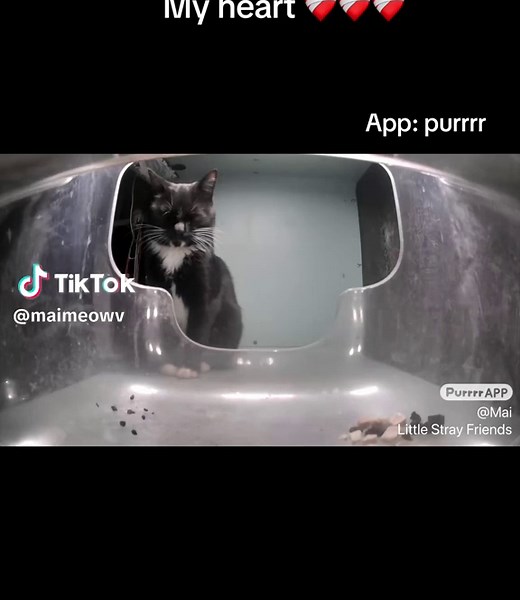 Support Adorable Cats on the Purrrr App
