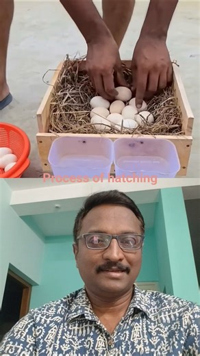 Process of hatching from eggs🩷#eggs #hatchery #hen
