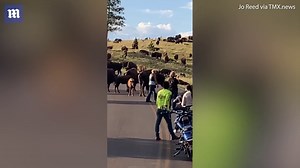 Woman too close to bison gets dragged along road and loses pants