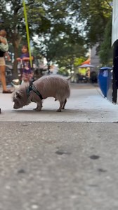 Solve the mystery of your dog's breed mix with Embark's Dog DNA Test. 🎥 @thehandsomebean | Embark Vet