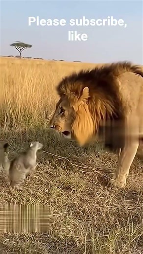 lion vs cat
