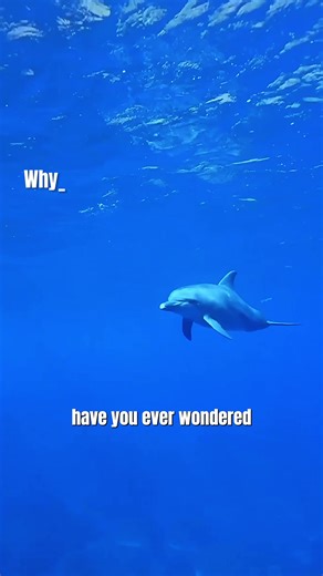 Why Do Dolphins Swim With Humans?