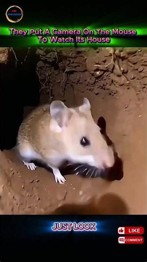 We Put a Tiny Camera on a Mouse… What Did It Discover Underground?
