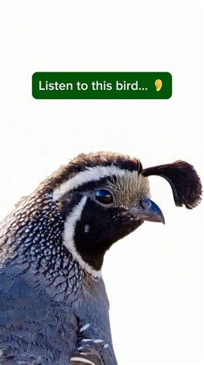 You’ll Never Unhear This 👂 California Quail “chi-CA-go!” #BirdSoundsYoullRemember