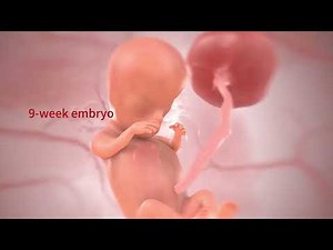 virtual dissection table