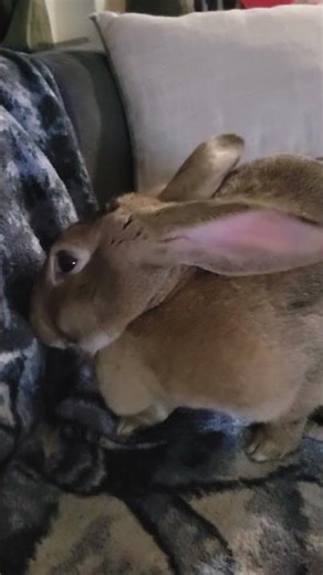 Flemish Giant turns Lop Bunny! #pet #flemishgiant #rabbit