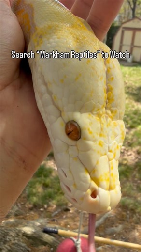 My Pet Snake Just Turned 3 Years Old!