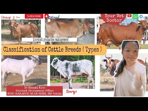Classification of Cattle Breeds ( Types) | Cattle groups | LPM
