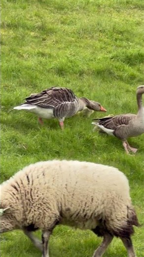 Goose Protects Its Chicks From the Sheep || ViralHog