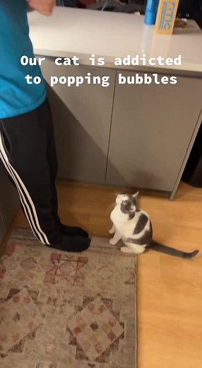 Why Do Cats Like Hair Ties? Explained by Bubble-Loving Kitten