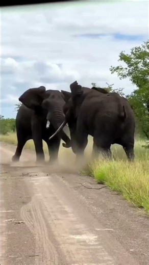 Wild Animal Battles: The Cruel Face of Nature