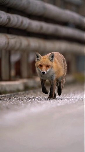 Why Is the Red Fox So Smart? 🦊