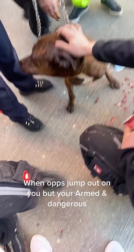 READY FOR WAR LIKE THE RUSSIANS #fy #foyou #dog #dog