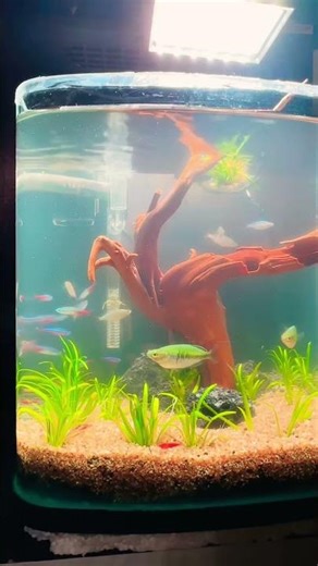 Beautiful Tetra Aquascape #aquarium #nature #viral