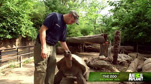 347K views · 540 shares | It takes a village to raise the Bronx Zoo. See how it all comes together when The Zoo premieres Saturday at 10/9c. | Animal Planet | Facebook
