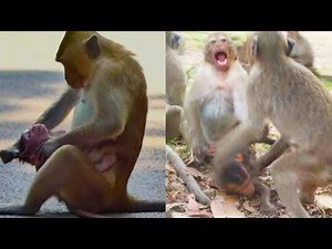 Collection of poor baby monkeys. Baby monkey being weaned by mother monkey