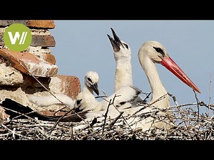 White Storks altering their migrations patterns due to Human Action (Birds Documentary)