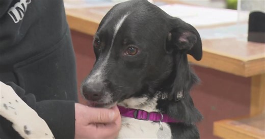 Dog kennels full at Aurora Animal Shelter