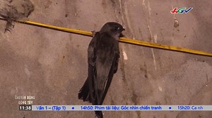 Dùng loa dụ chim yến ở mức nào để không bị phạt? #nuôi_yến #tiếng_ồn #nghị_định_14 Xem tin nóng trong ngày: https://tinyurl.com/y6r2nrzh | Truyền hình Hậu Giang