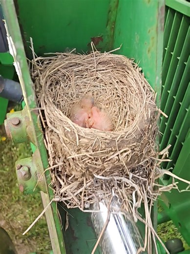 The loader is getting painted next, dont worry! #nature #birds #farmlife #johndeere #farm