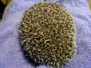 Tobias the angry hedgehog