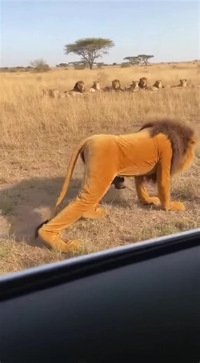 Dressing Up as a Lion: A Unique Challenge Among Friends