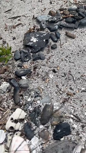 6.1K views · 64 reactions | Venice beach FL 麗 #shark #teeth #sharkteeth #venicebeach #venice #florida #traveling #explore #exploring #adventure | The Golden Hour | Facebook