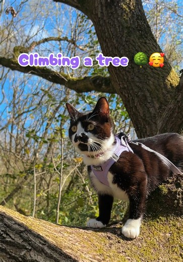 Adventures in Tree Climbing with Bandit