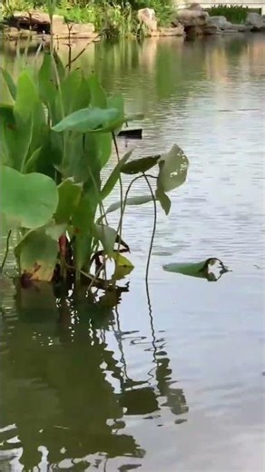 Remote Control Titanic Boat