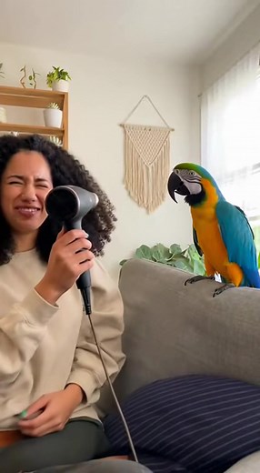 My Scarlet Macaw completely panicked when I turned on my hair dryer 😂🦜💨 He truly believed the “wind demon” was coming for us. If this made you laugh, share it with someone who loves dramatic pets! #FunnyParrot #PetComedy #AnimalReels #HilariousPets #BirdHumor #ScarletMacaw #FamilyFriendlyFun #LOLVideos #AnimalLovers #ComedyReels #PetVideos #BirdLovers #LaughOutLoud | Macawify