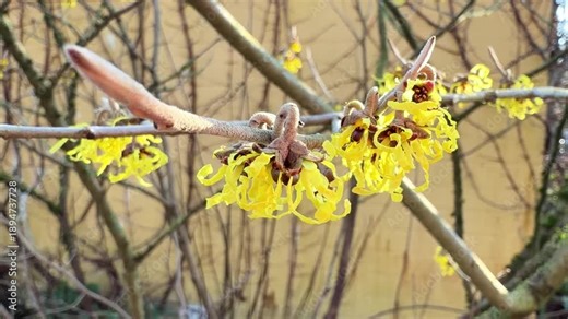 Chinese witch hazel (Hamamelis mollis). Bare tangled branches bearing clusters of flowers with yellow ribbon-shape