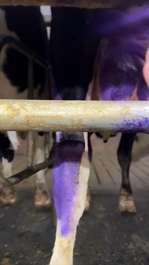 Is this mark on the cow a good sign or a bad sign #animal #dairy #cowstagram #photography #love #agriculture #nature #k #dairyfarm #farmer #moo #cowlove #cowgirl #art #farmlife #milk #highlandcow #cowsofinstagram #vaca #bull #calf #cattle #agro #farm #happycows #babycow #cow #farming #cows | Tyler Scott