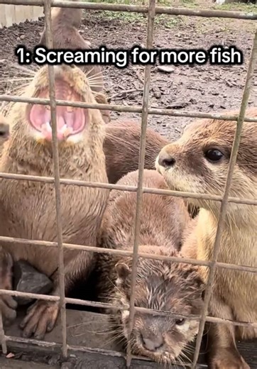 would you forgive our otters for their chaotic antics…? 😉🦦✨ #otters #animalsanctuary #devon #otter #wildlife