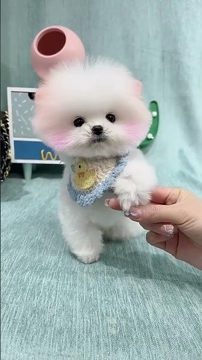 Teacup Dog Breeds / Teacup Puppies Compilation 🐕 Cutest Tiny Dogs #shorts #dog #cute
