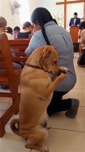 Dog priyer#shorts#Gods gravity