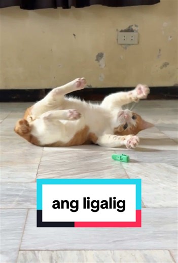 Sobrang ligalig, tumba-tumbahan na naman si Gingerboi 😭😆 #gingerboi #puspin #catsoftiktok #loweredcat #gingercat