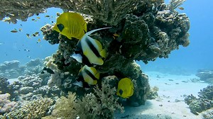 73K views · 8.7K reactions | A relaxed afternoon dive in the northern part of the house reef at Marsa Shagra Village .  redsea-divingsafari.com/Villages/marsa-shagra | Red Sea Diving Safari | Facebook