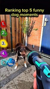 Ranking top 5 funny dog moments # #ranking #funny #edit
