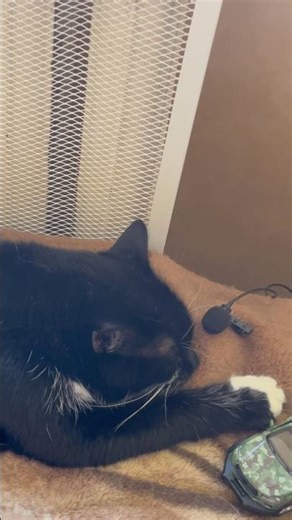 Purring Cat sound for Relax. Relaxing video for sleep. Sweet Cat video for Relaxation. Cat Purr