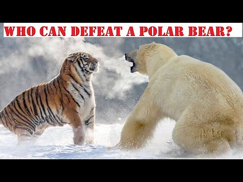 10 Animals That Could Defeat A Polar Bear - Who Can Kill A Polar Bear