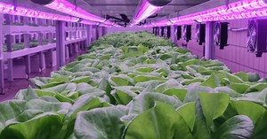 Agricultura vertical: el sistema que puede ahorrar hasta un 90% de agua