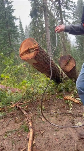 Brian Rupp on Instagram: "The art of setting chokers on tree lengths or logs."