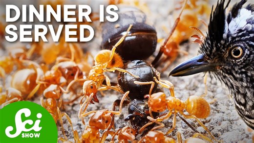 These birds die if ants don’t make them dinner